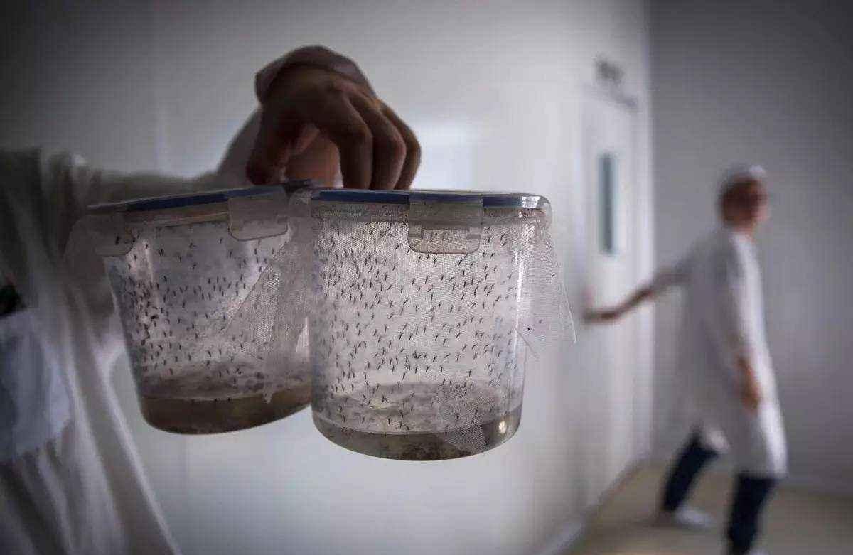 世界最大蚊子工厂, 用羊血和糖水培育蚊子, 每周释放500万只