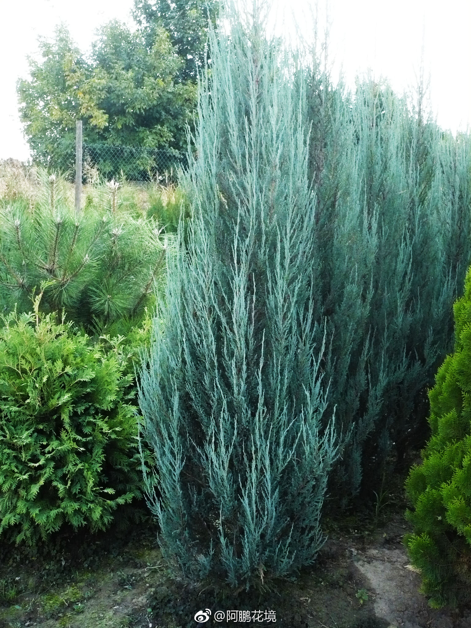 蓝剑柏,学名sabina scop blue arrow,柏科,圆柏属.常绿树种|圆柏|柏