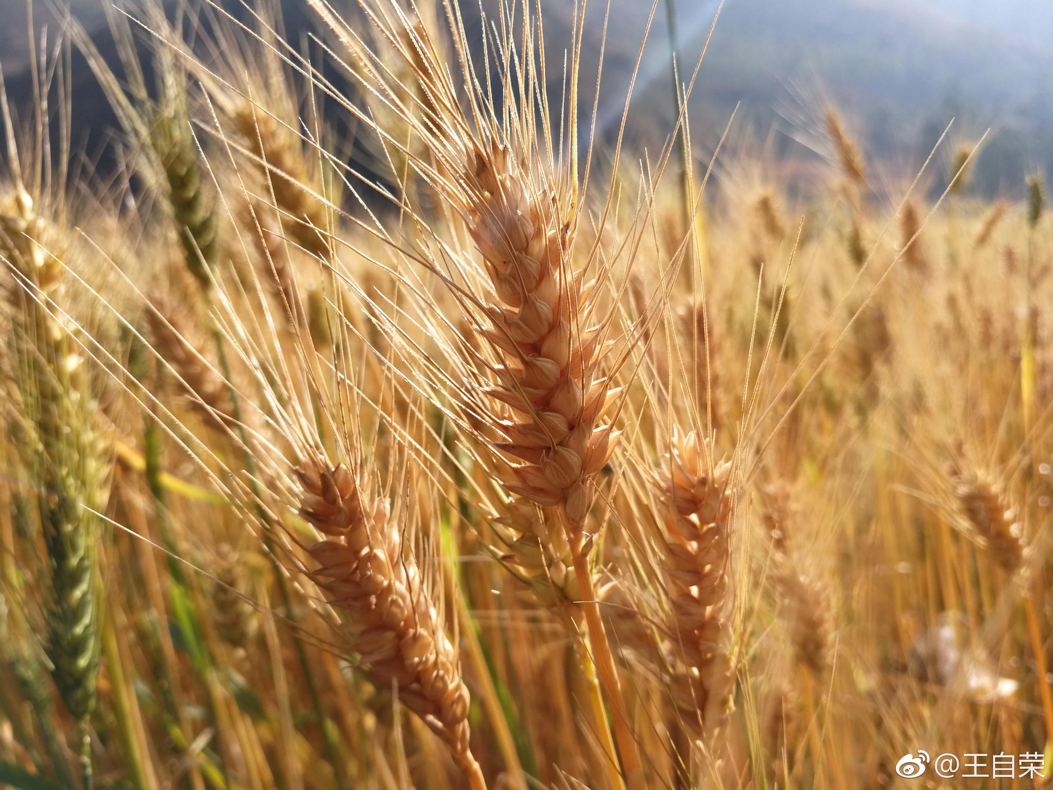 大理南涧,麦子黄了.