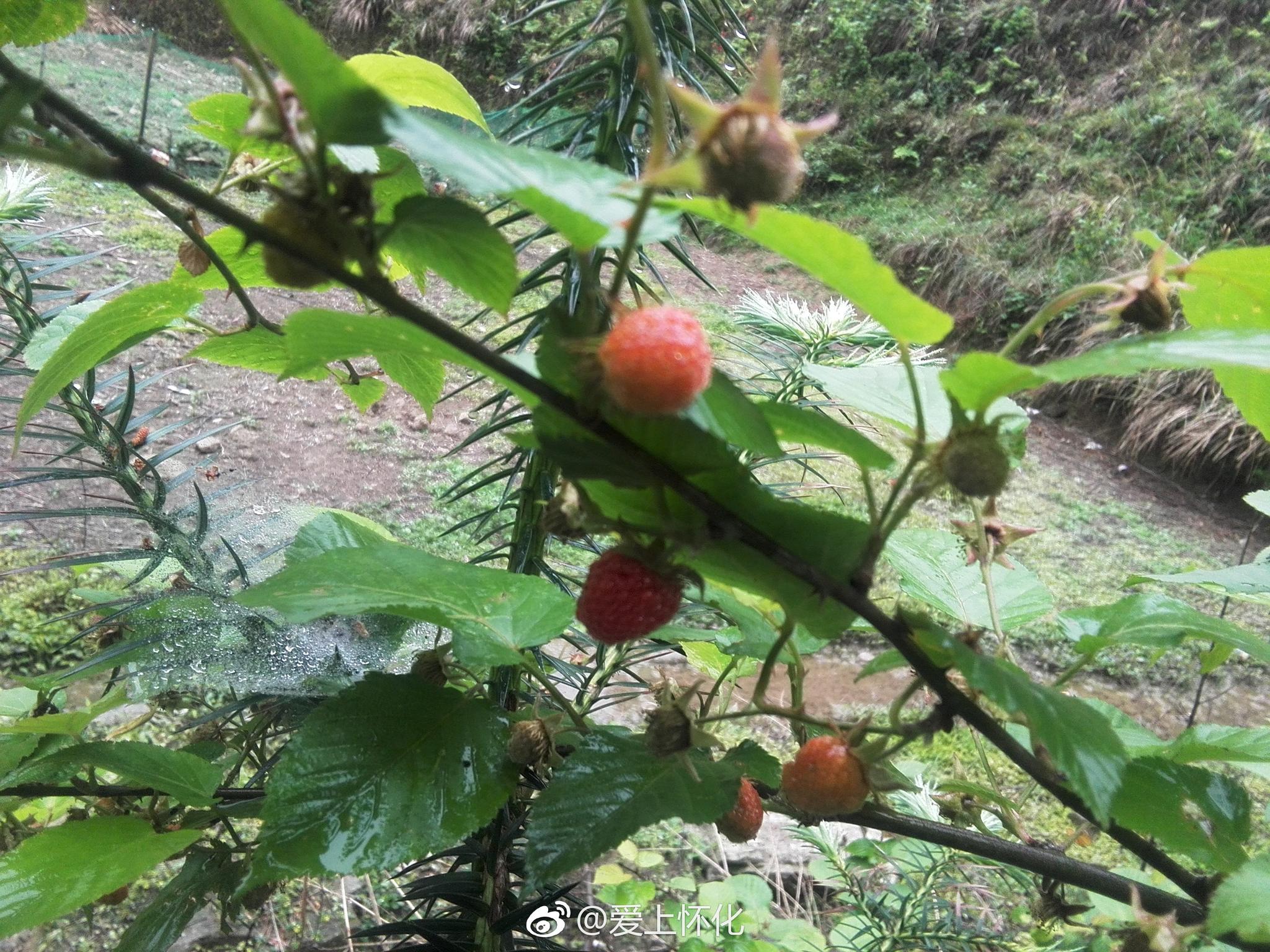 三月泡那是童年的味道