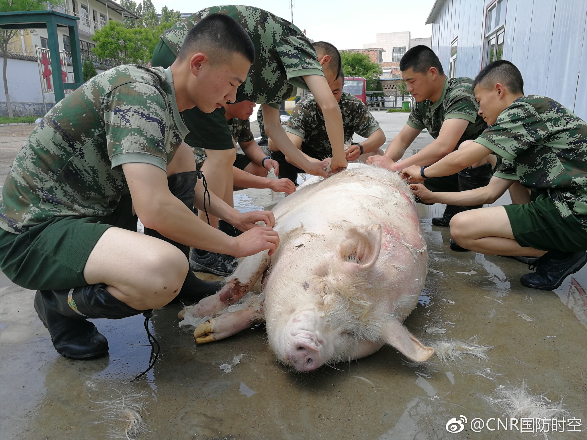厉害森警兵哥哥亲手杀猪为比武练兵调剂膳食
