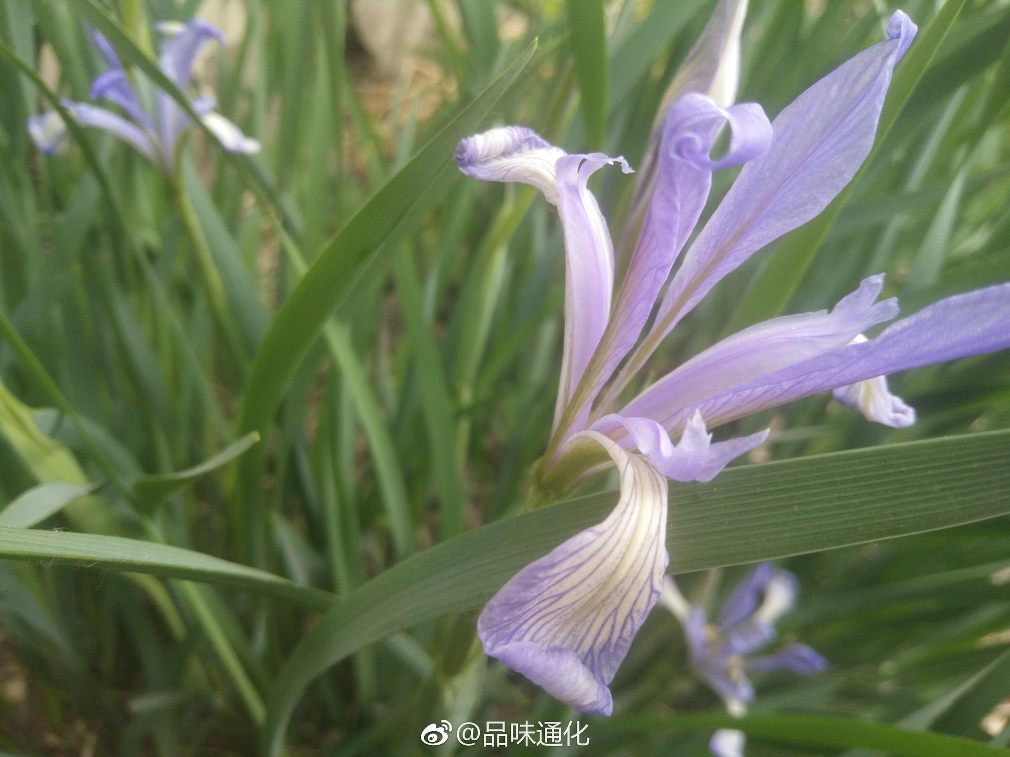 路边的马兰草有着幽兰的气质与风韵知道吗