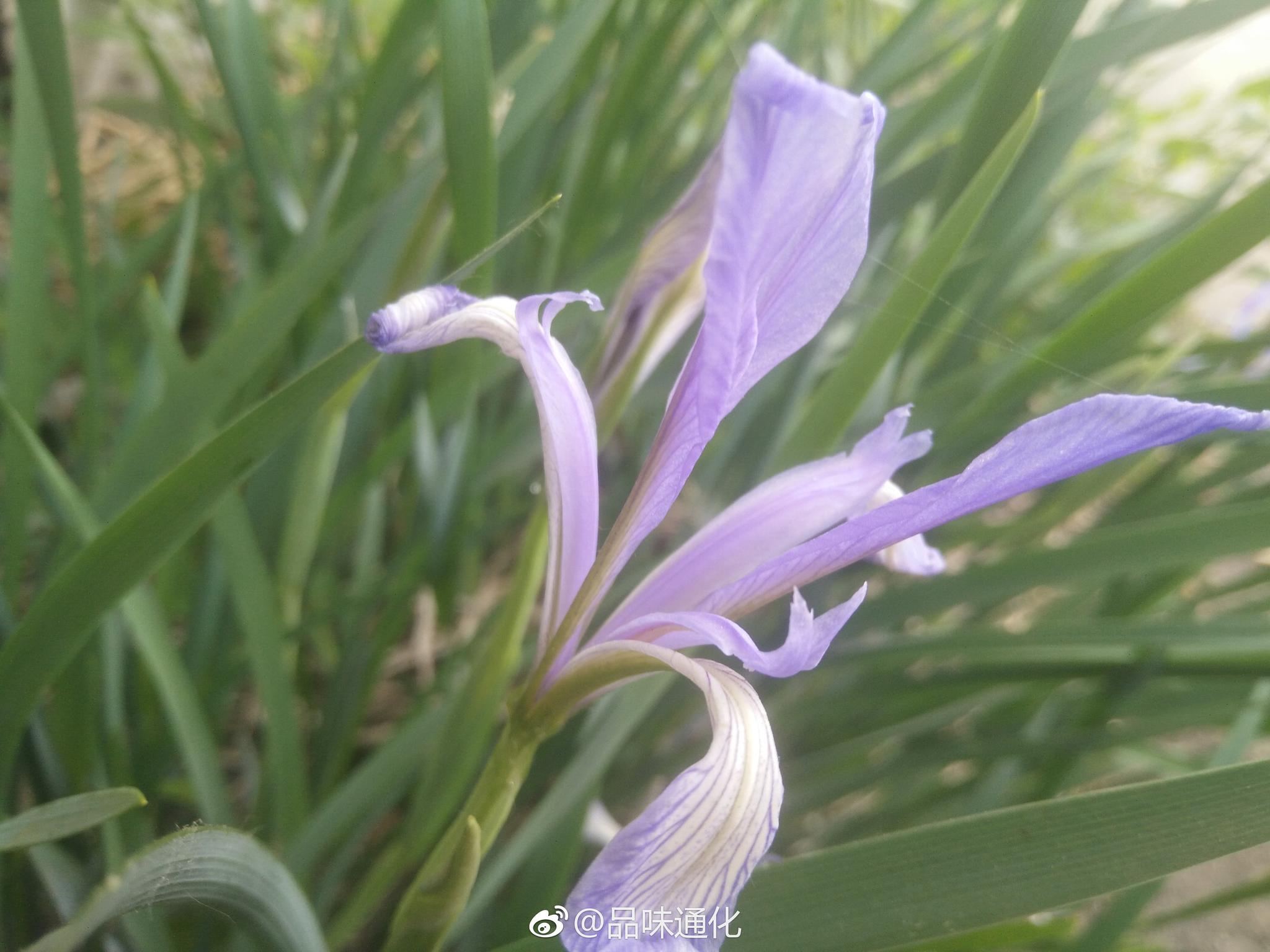 路边的马兰草有着幽兰的气质与风韵,知道吗