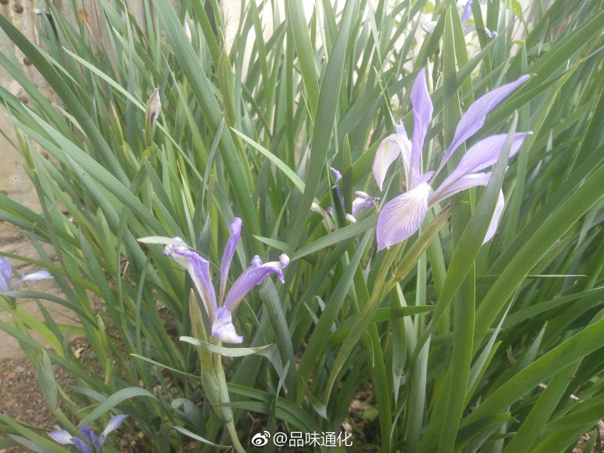 路边的马兰草有着幽兰的气质与风韵知道吗