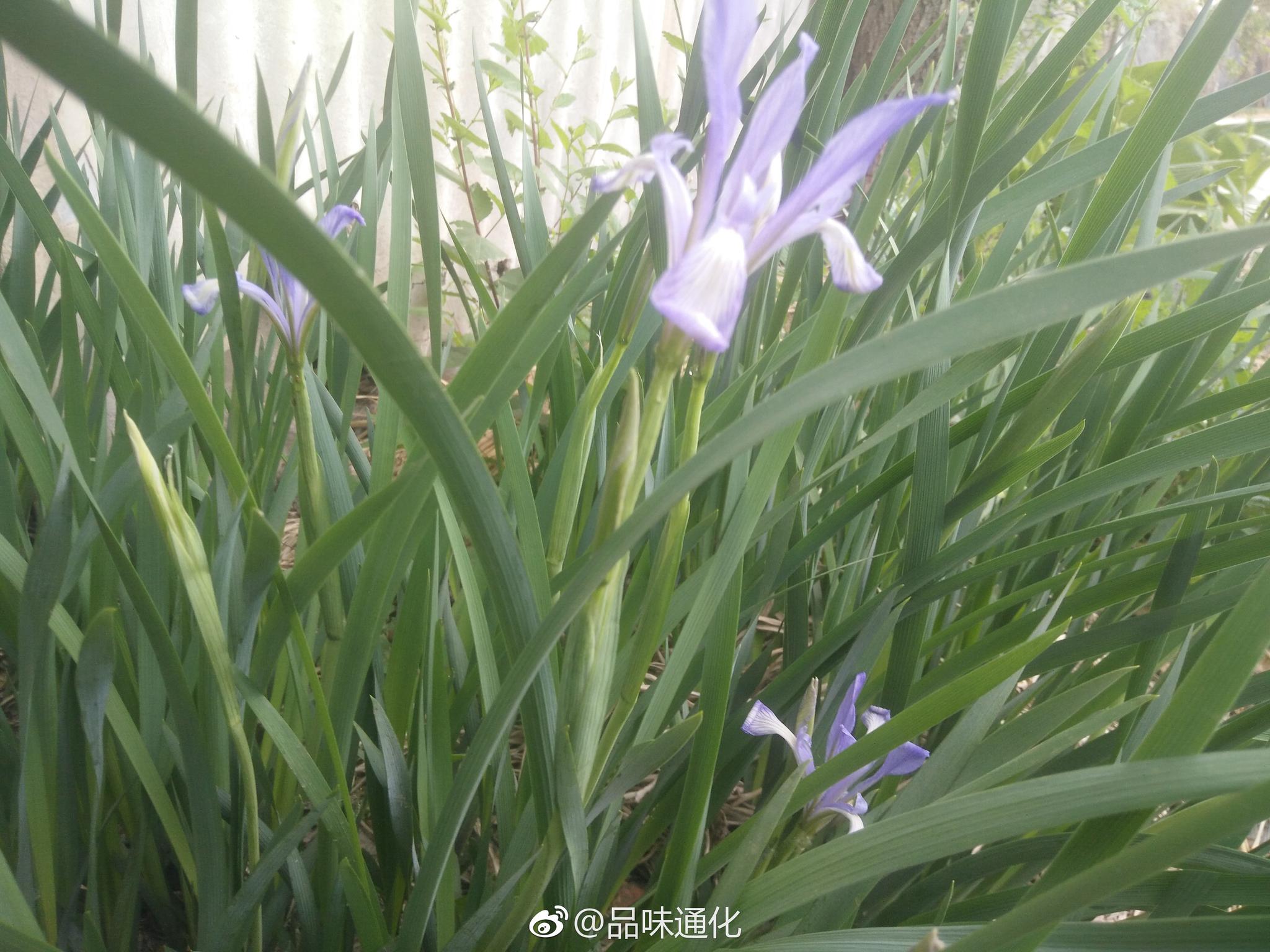 路边的马兰草有着幽兰的气质与风韵,知道吗