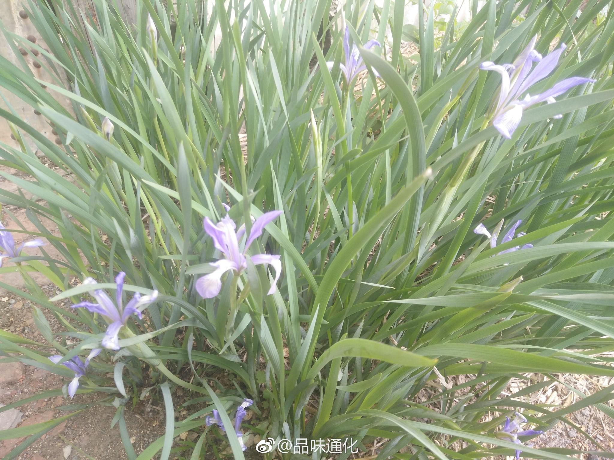 路边的马兰草有着幽兰的气质与风韵,知道吗