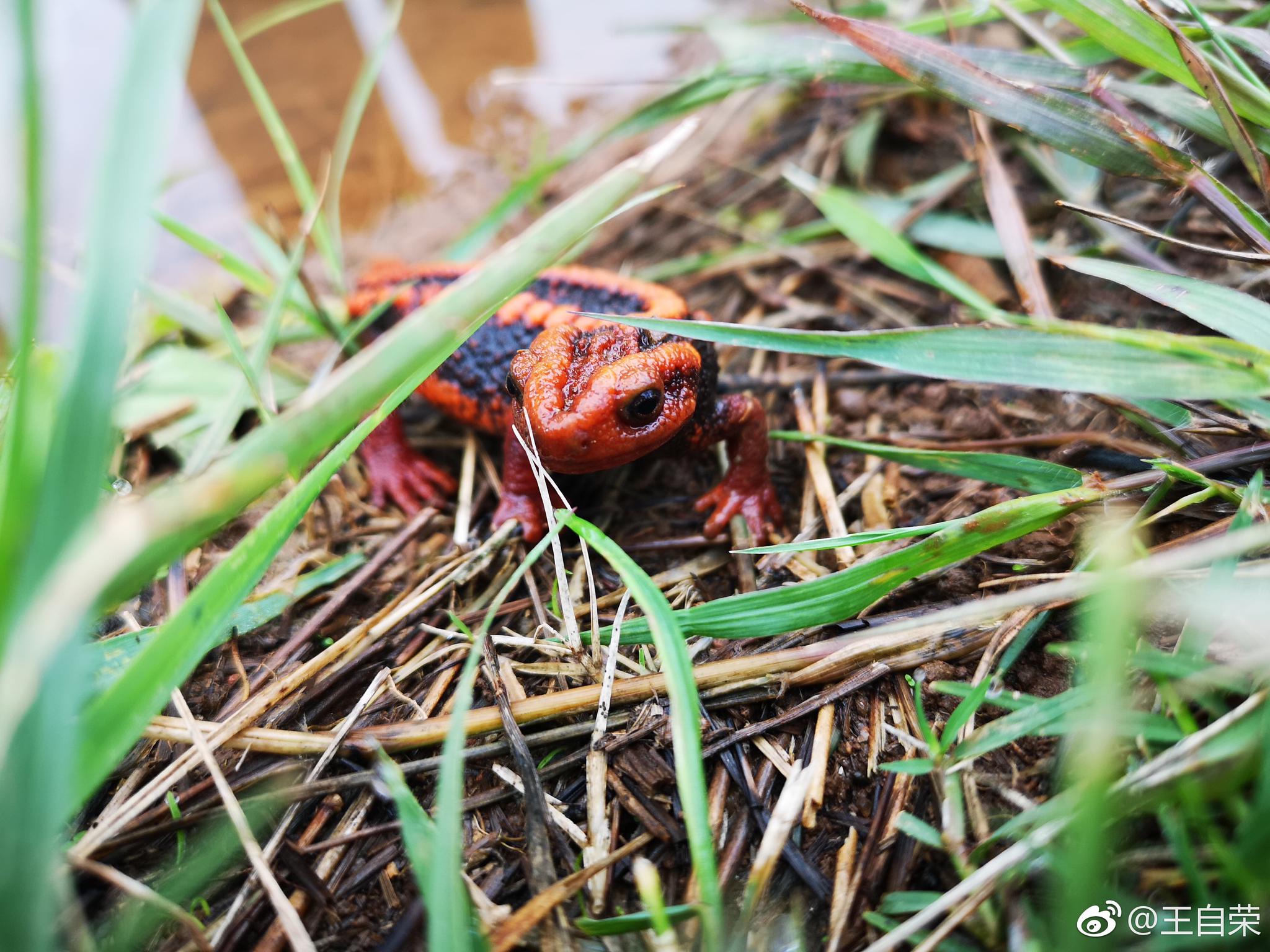 疣螈体长1115厘米雌螈一般大于雄螈头部扁平吻端平切