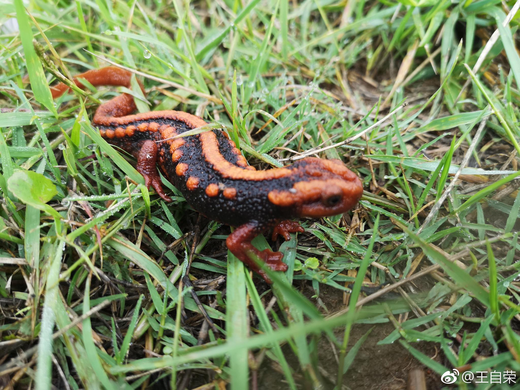 疣螈体长1115厘米雌螈一般大于雄螈头部扁平吻端平切