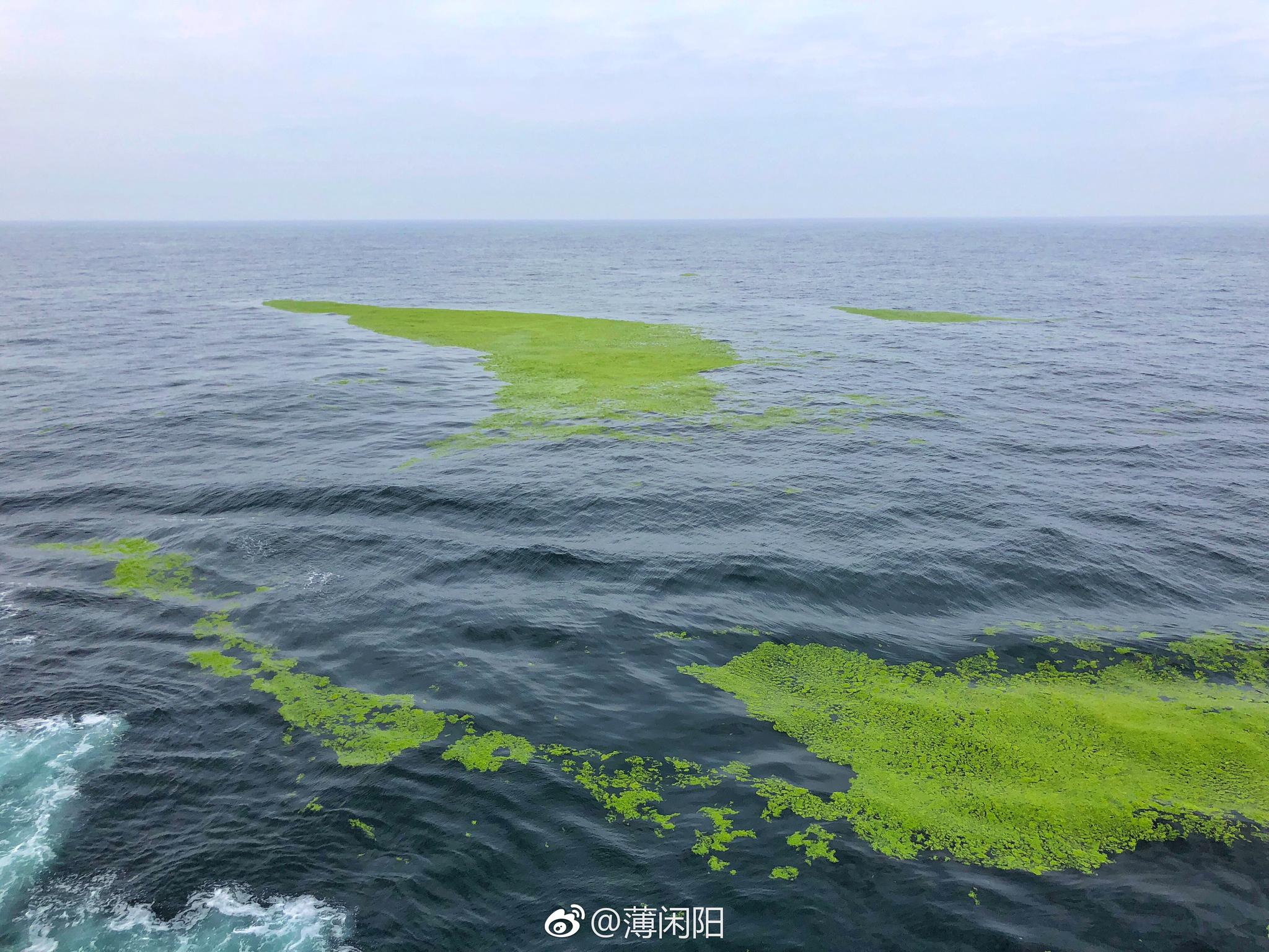 2018年首波浒苔已到达青岛|浒苔|青岛|海洋_新浪新闻