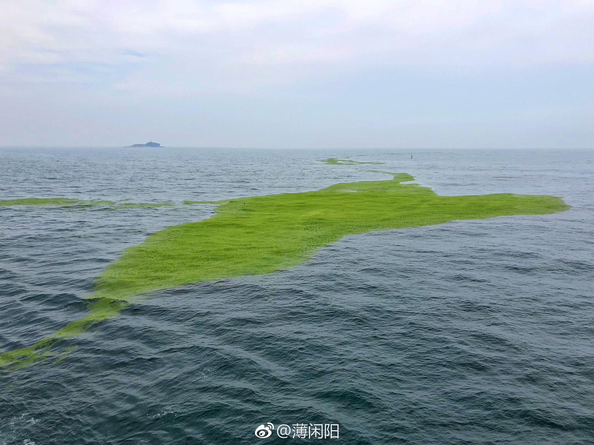 2018年首波浒苔已到达青岛