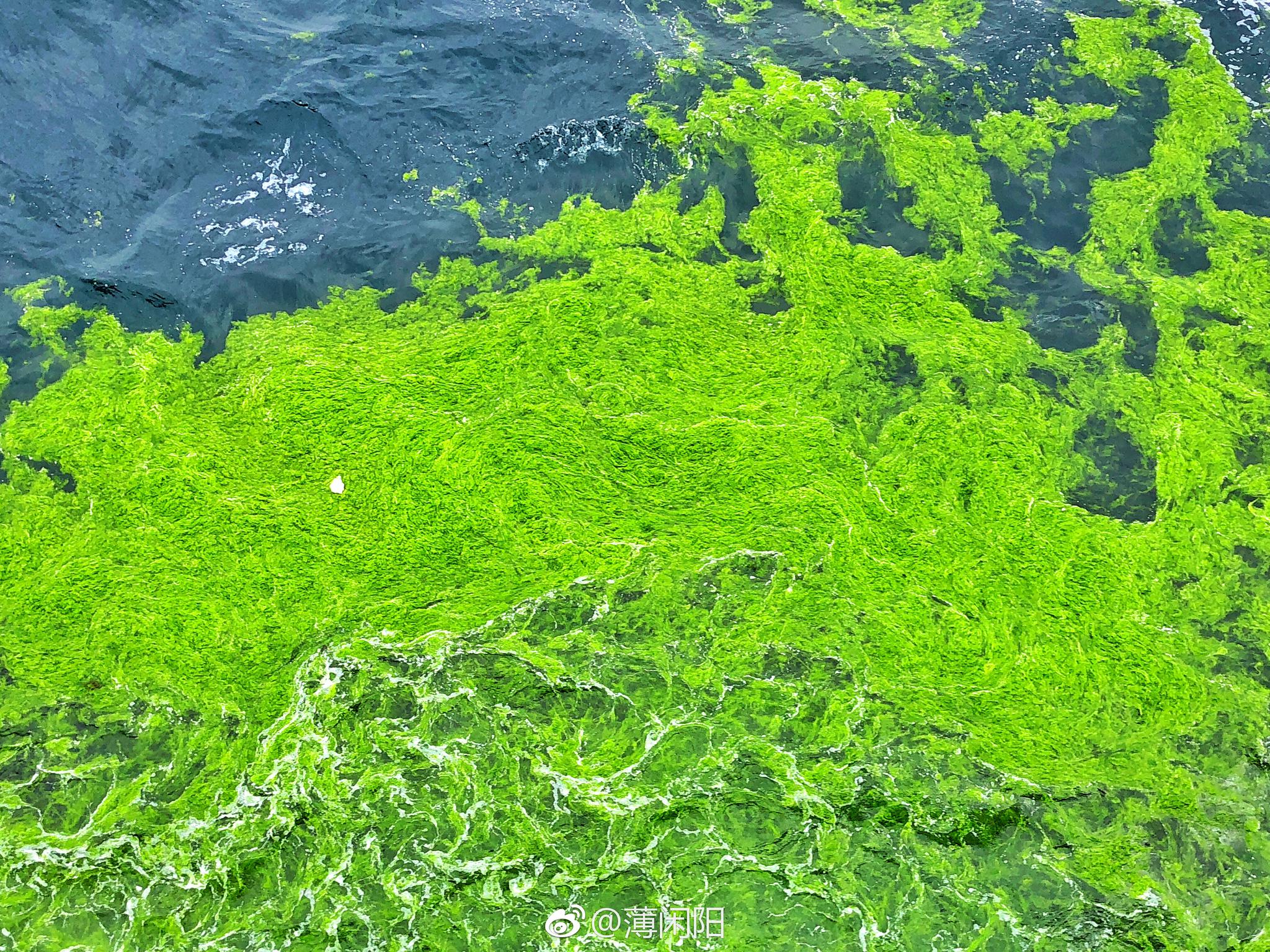 2018年首波浒苔已到达青岛|浒苔|青岛|海洋_新浪新闻