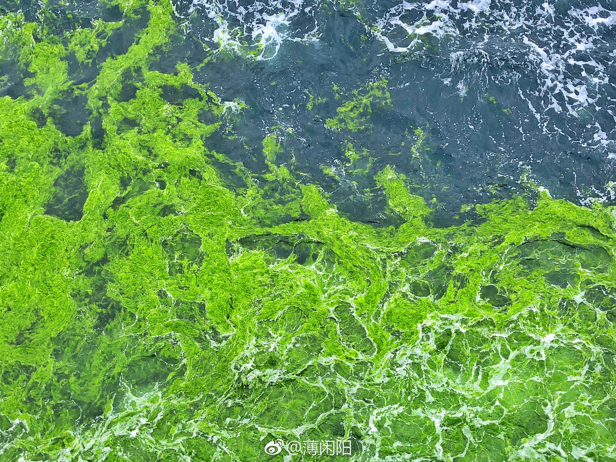 2018年首波浒苔已到达青岛|浒苔|青岛|海洋_新浪新闻