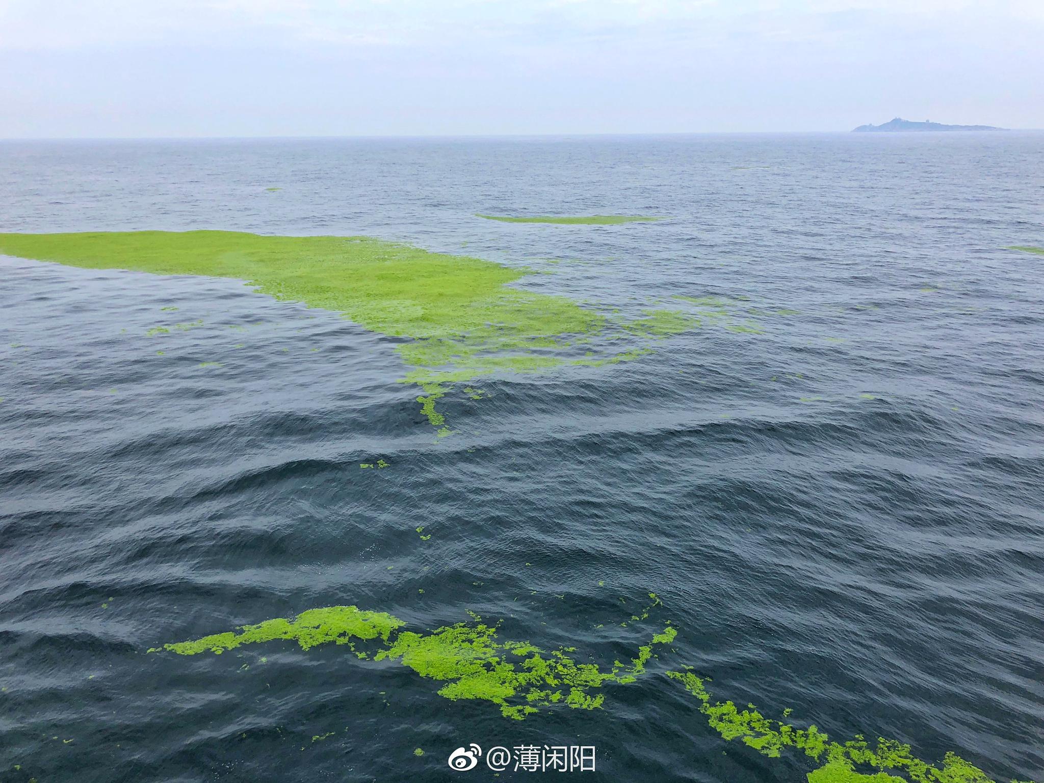 2018年首波浒苔已到达青岛|浒苔|青岛|海洋_新浪新闻