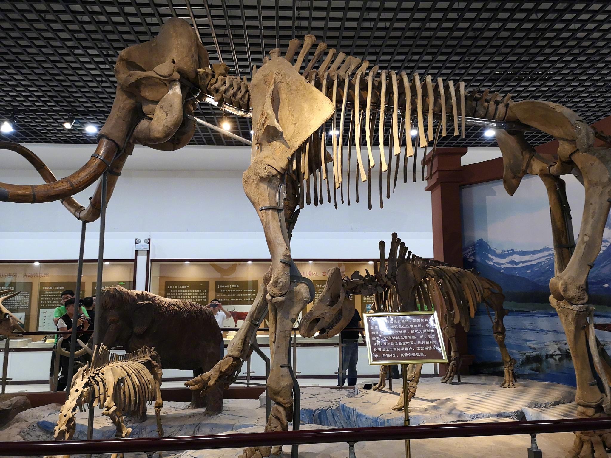 青冈县历史悠久第四纪古生物化石储量丰富种类齐全