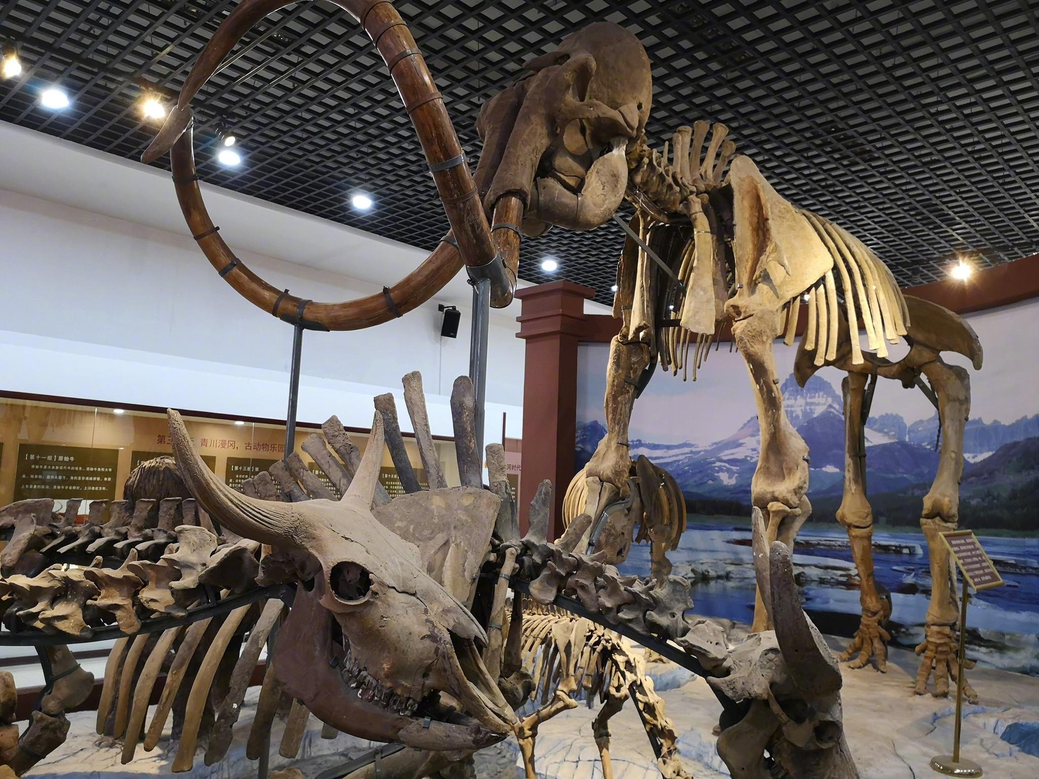 青冈县历史悠久第四纪古生物化石储量丰富种类齐全