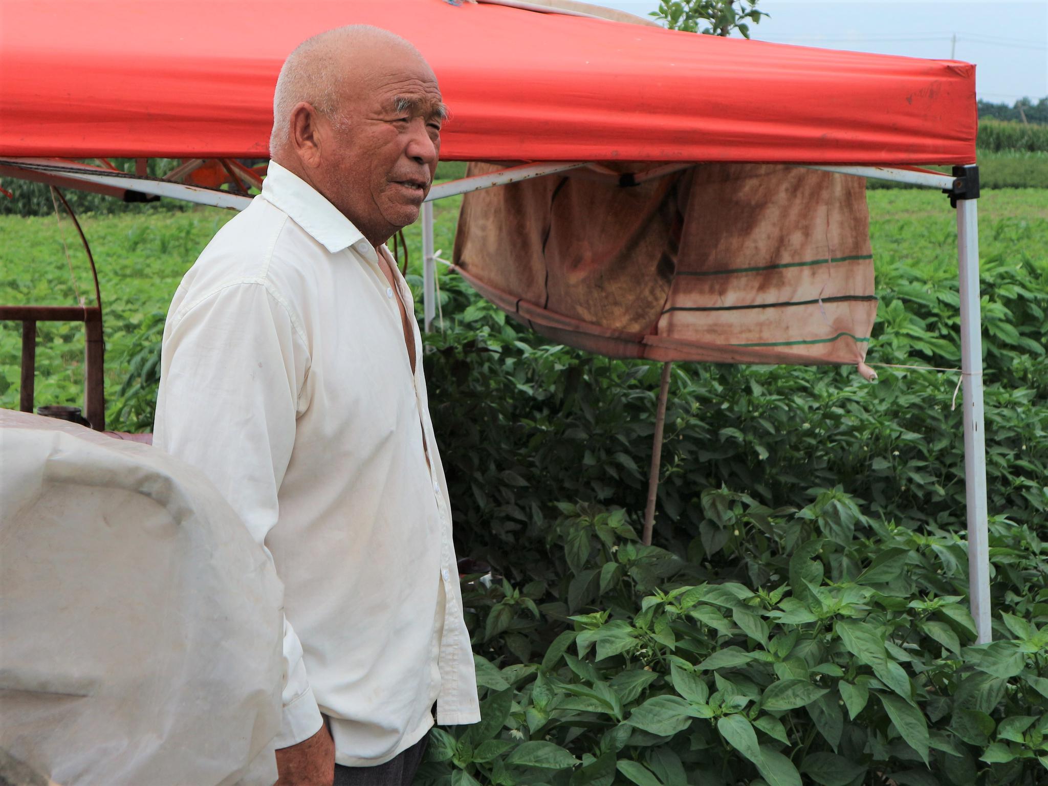八旬老人放弃城市安逸的生活来到田间小棚子究竟为了啥