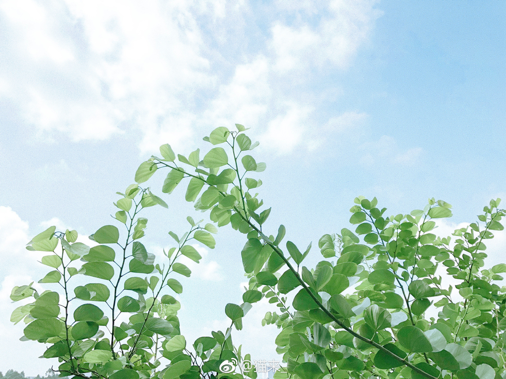 阳光正好 清风不燥 .