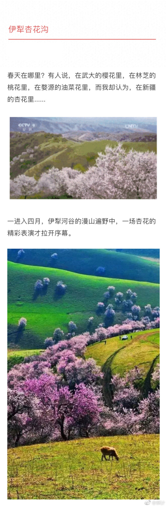 贴心导游 告诉你!伊犁杏花沟,满足了你对四月天的种种幻想