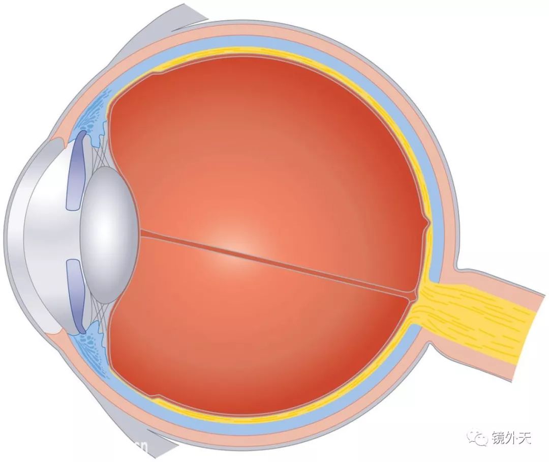 另外的一個角度來帶你瞭解眼睛的構成及其功能
