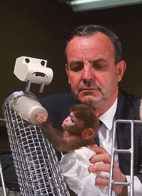 关于母爱,你知道的 一切都是错的|华生|哈洛|绒布_新浪网