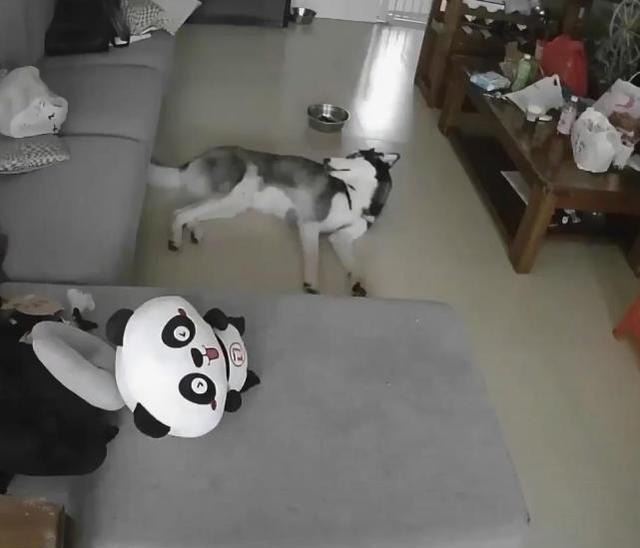 奶茶喝了味道不对,发现里面还飘着毛,监控画面气得他抱着狗揍!