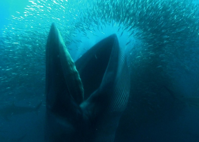 地球上现存最大的动物:一天吃5吨食物,一旦排便100米内一片污浊|蓝鲸