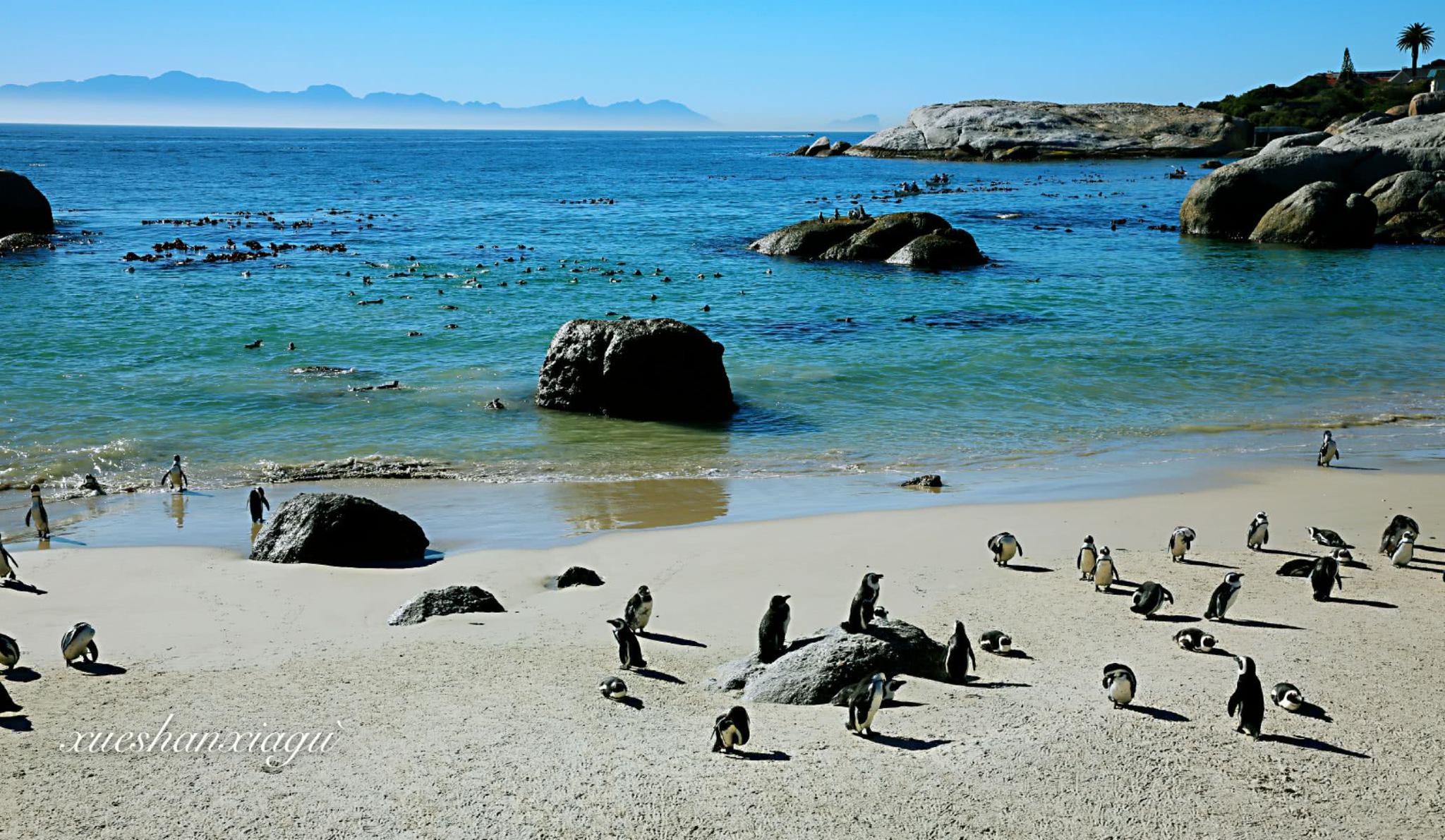 非洲发现企鹅栖息地,禁止游客破坏,最严重被拉入本国黑名单