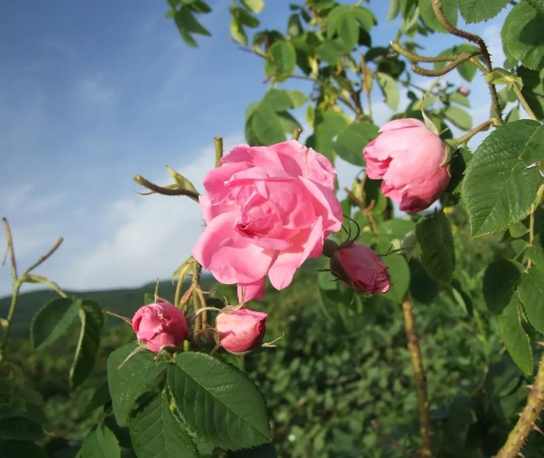 6月间,粉色的大马士革玫瑰(rasa damascena)开遍峡谷,粉的震慑人心,香