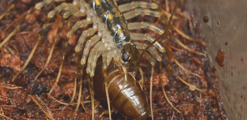 农村一虫子像蜈蚣老人害怕钻孩子屁股不敢打有人用它炖猪肉