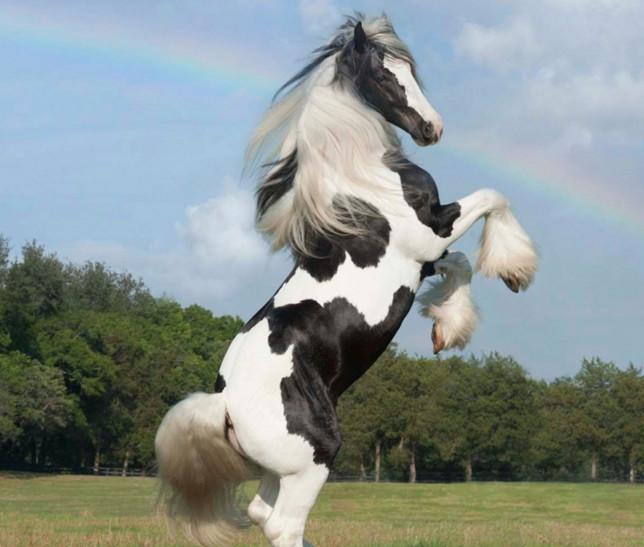 十大最名贵最漂亮的马第一名曾引发灭国之战