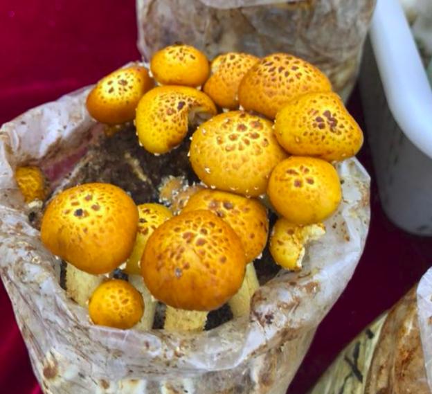 第一届金菇榜暨京冀食用菌产品园区品牌推介活动