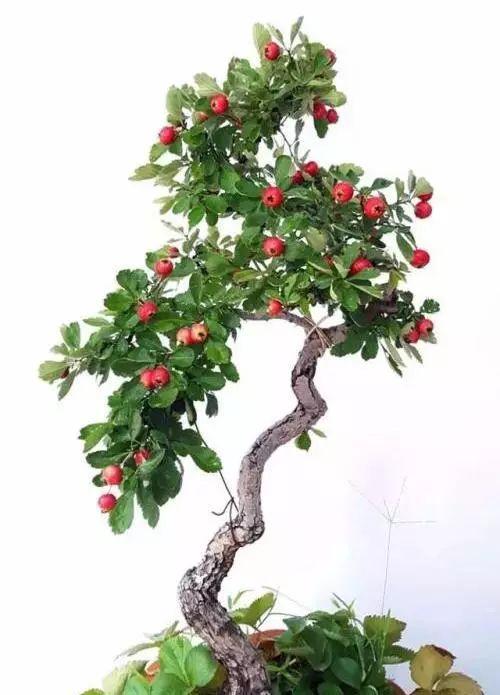 啊呀,我的山楂盆景,就喜欢看你开花结果,红彤彤喜气洋洋的样子,看着