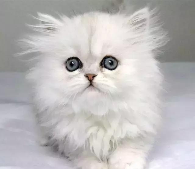 每日一猫:金吉拉