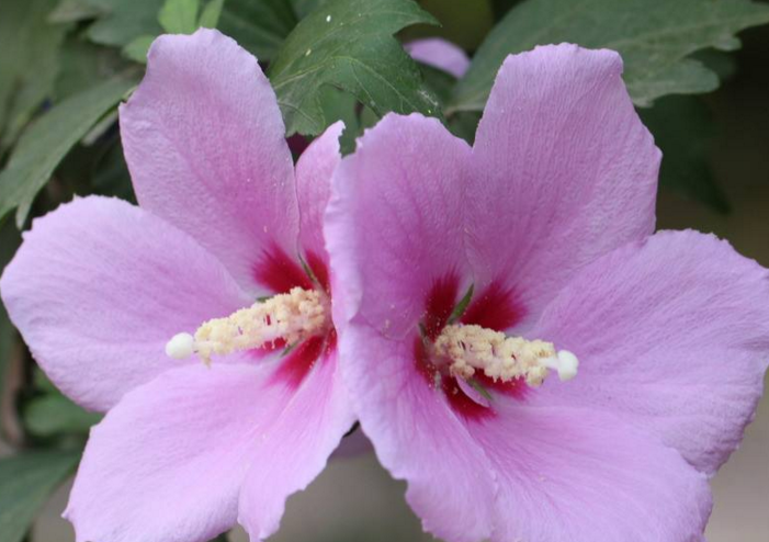 的说,10月份喜鹊报喜,3生肖横财挤进门,外债还清