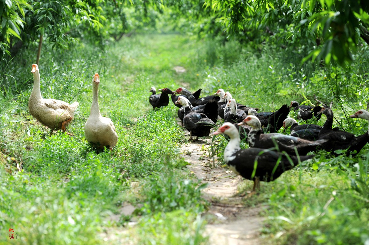 农村大妈养26只宝贝,每天果园放养两次用专车侍候