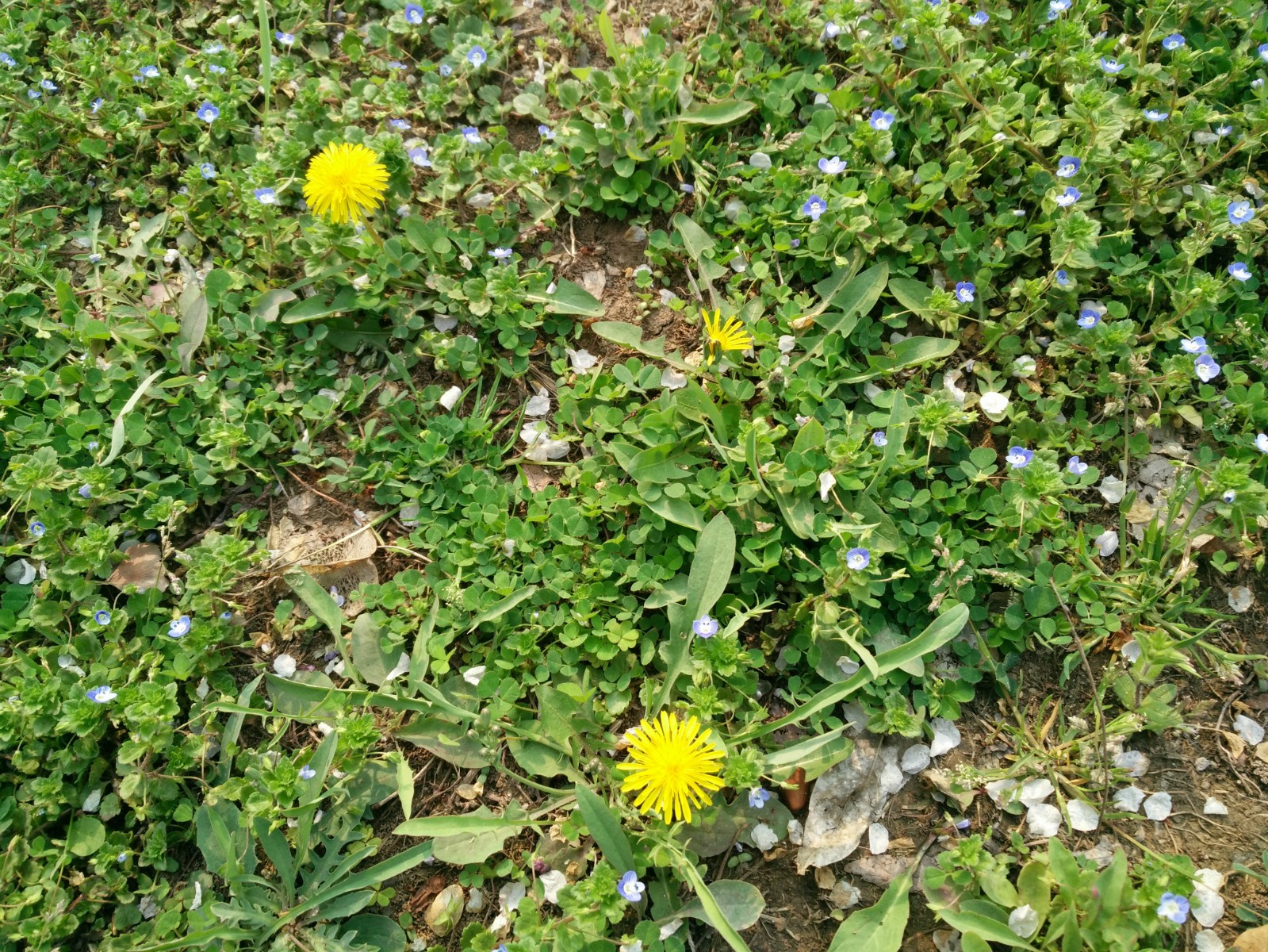 市民绿化带中挖野菜 小心这里面有毒|蒲公英|绿化带|野菜_新浪新闻