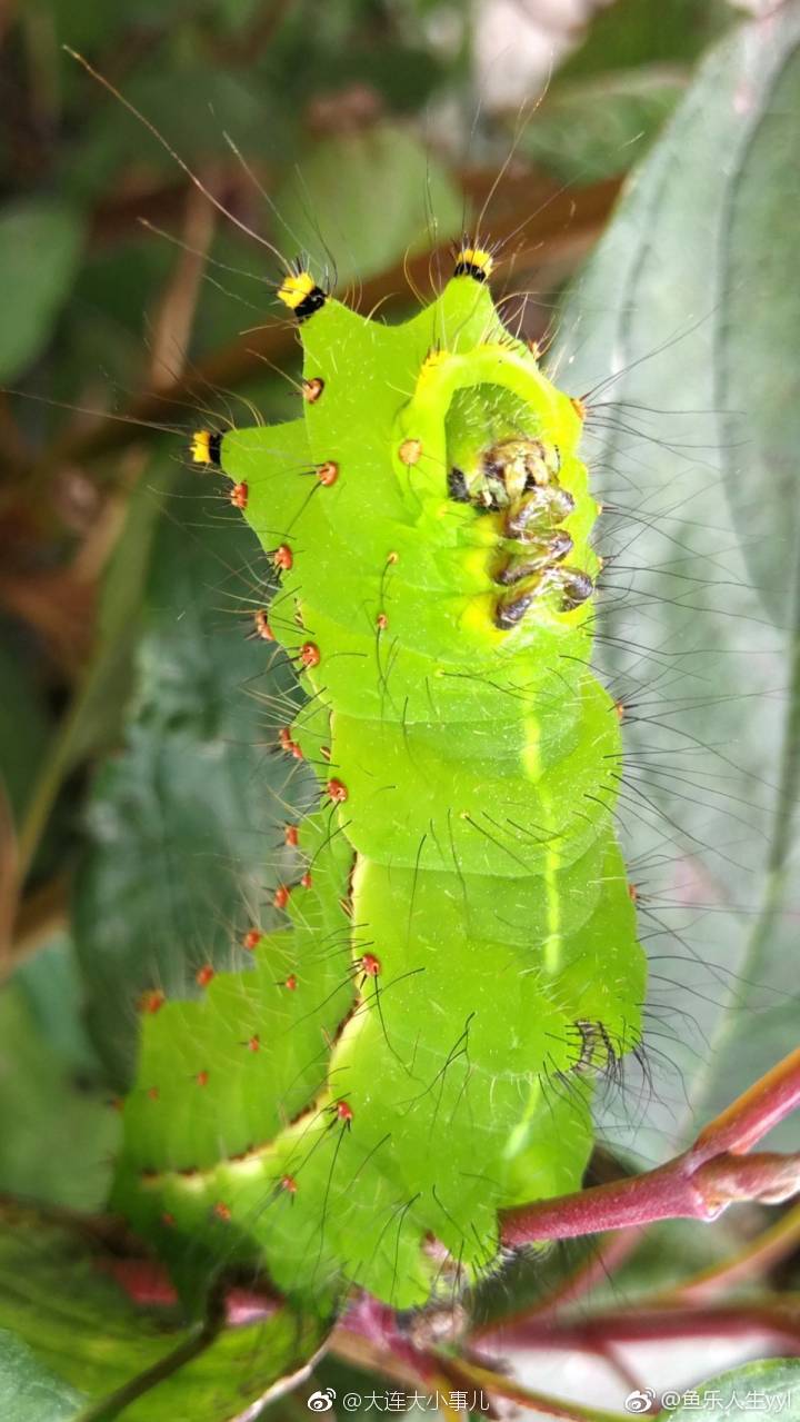 生活在大山里的蚕宝宝