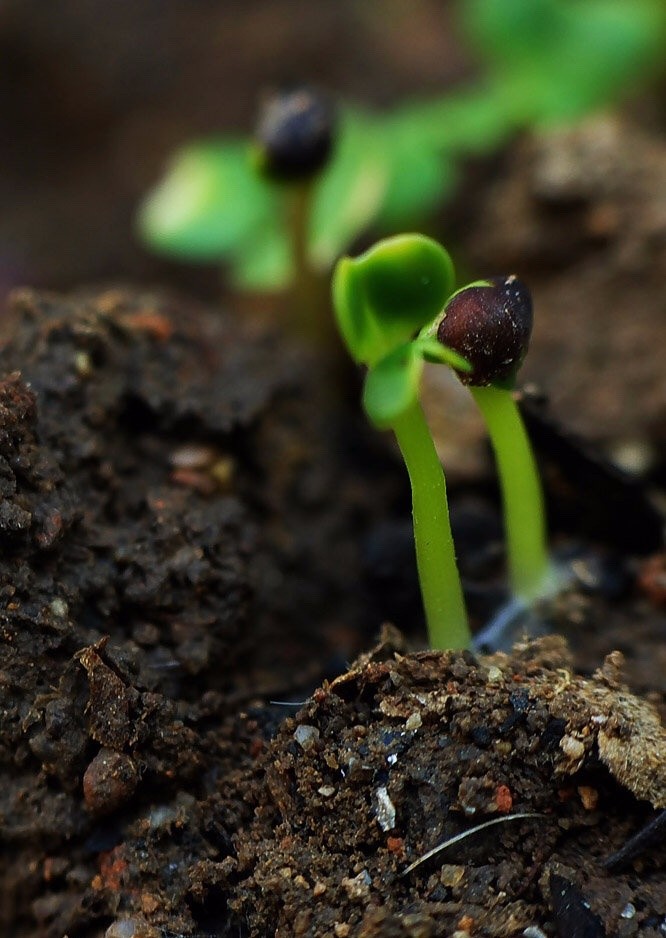 风吹新绿草芽坼雨洒轻黄柳条湿