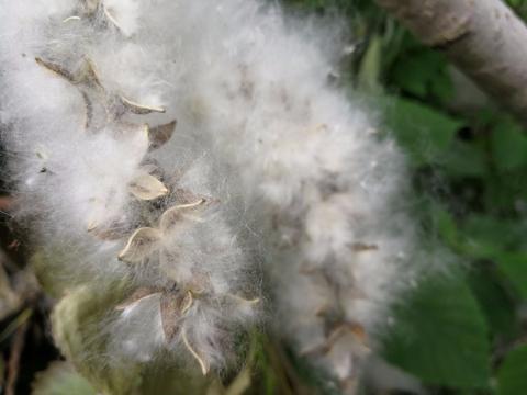 山东菏泽，杨絮成灾漫天飞舞添烦恼，网友呼吁铲除白毛杨|毛杨|杨絮|网友_新浪新闻