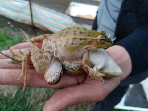 青蛙产卵及蝌蚪孵化期注意事项