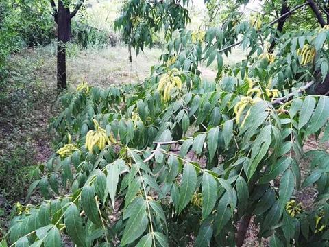 村里这种树不值钱,但价值却很高,用2颗还能治牙痛|果序|香树|香果|树皮|芳香油_新浪新闻