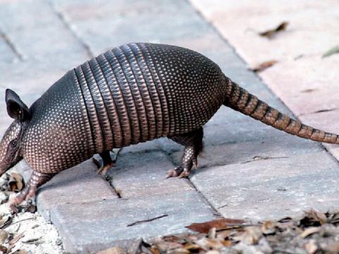 很多人说,空中轨道列车是堵车克星,悬挂在空中跑不快