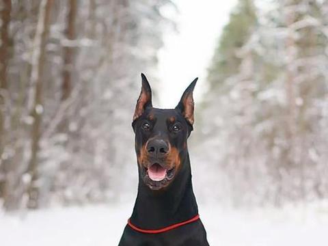 猛犬中的万血之祖，梦幻犬种杜宾|犬种|杜宾犬|斑块_新浪新闻