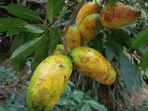 这野果像"狗肾",以前没人吃,却有保健功效,一斤几十元买不到