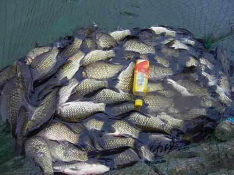 天凉钓青鱼 泡田螺钓青鱼用什么小药好?