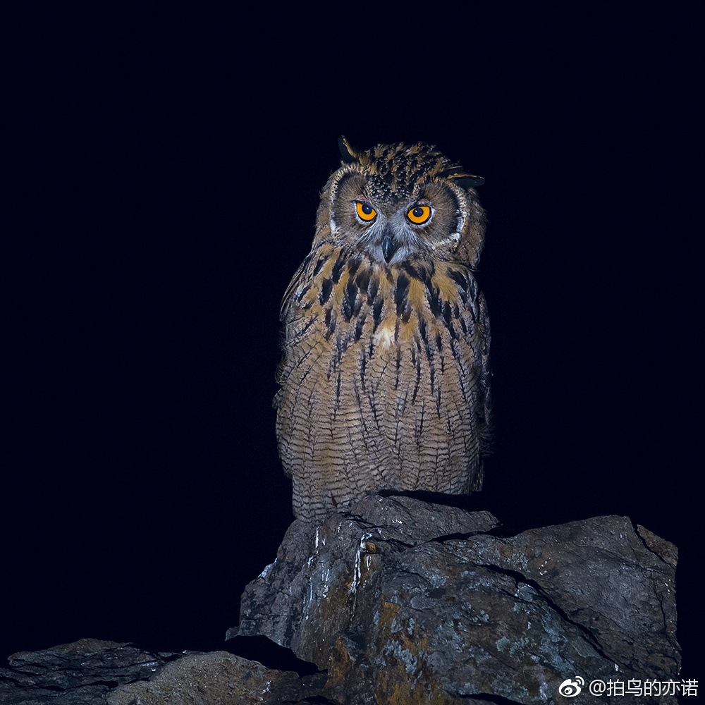 快乐的雕鸮宝宝.雕鸮(学名:bubo bubo),又叫大猫头鹰,恨狐,夜猫.