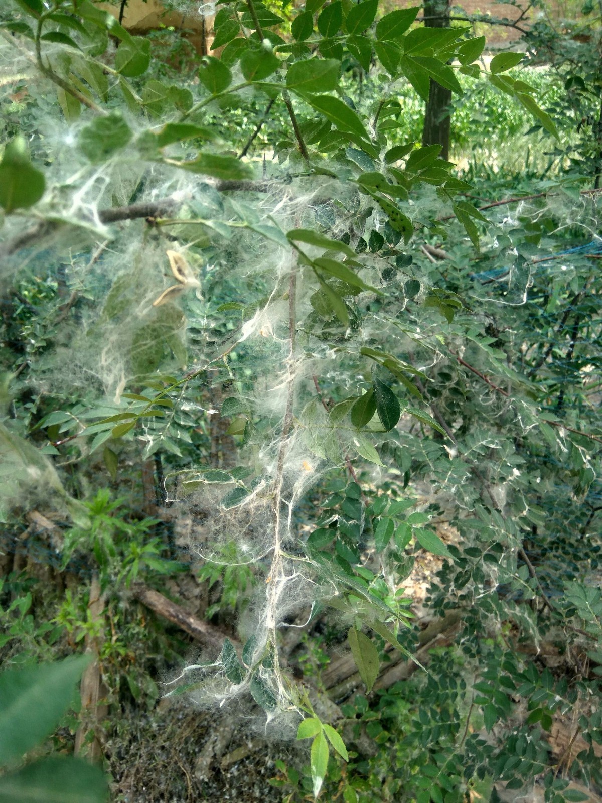 此外还杨絮影响呼吸,传播细菌,非常惹人烦,网友纷纷呼吁要全面铲除