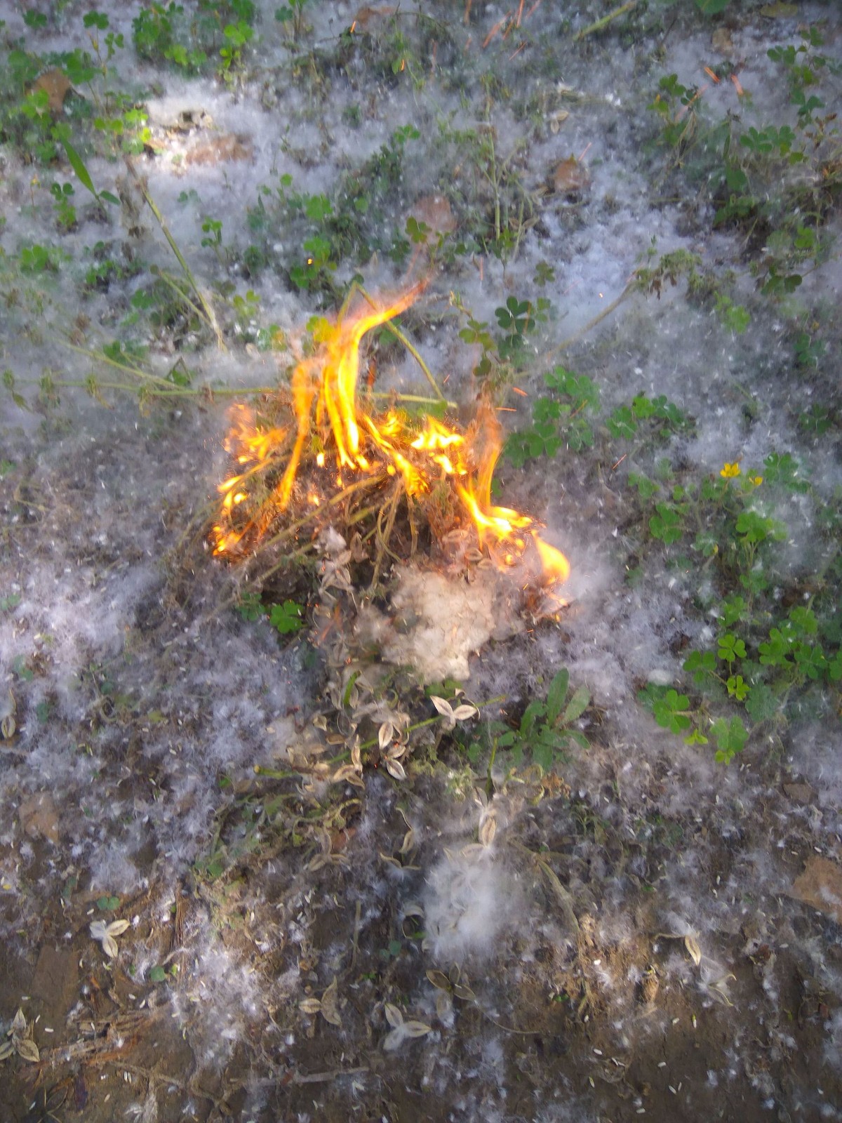 山东菏泽，杨絮成灾漫天飞舞添烦恼，网友呼吁铲除白毛杨