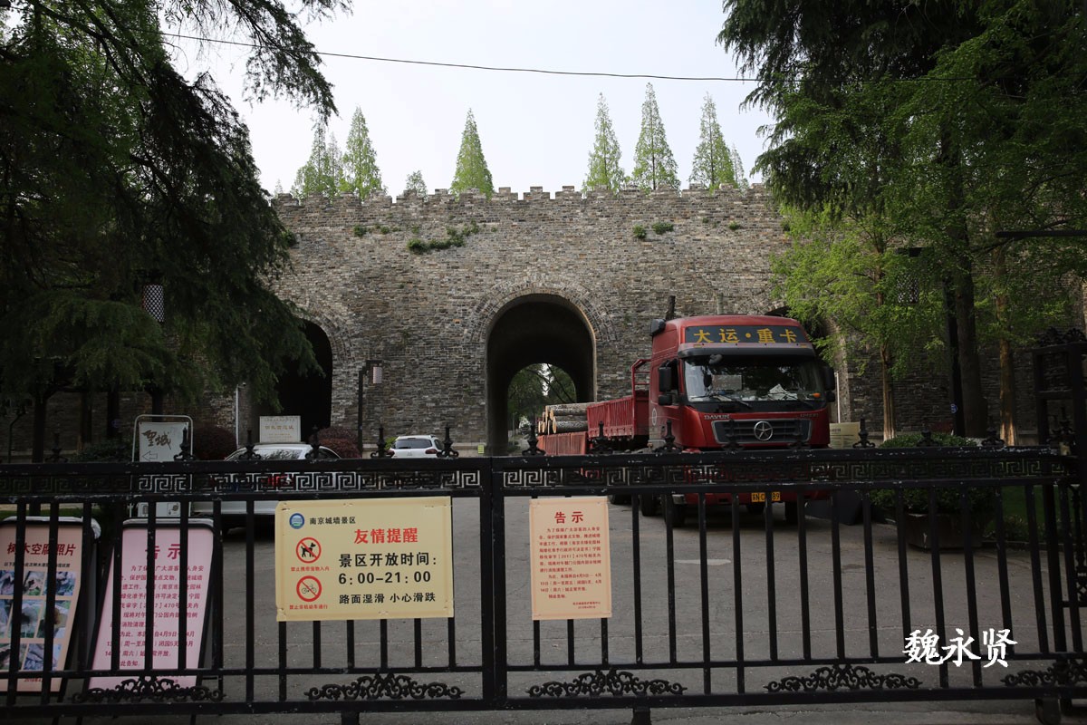 南京明故宫遗址午朝门公园闭园砍飞絮杨树_新浪看点