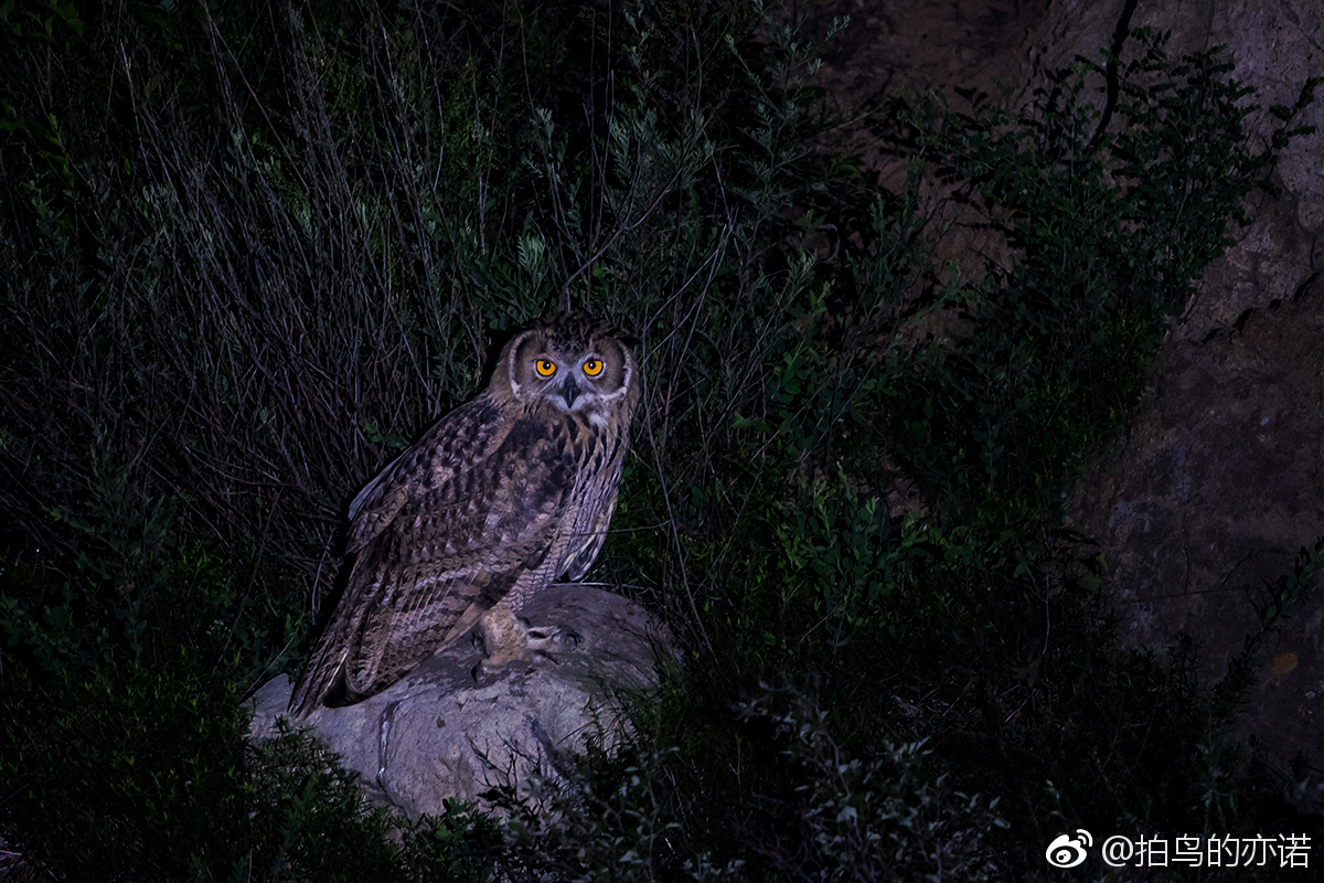 快乐的雕鸮宝宝.雕鸮(学名:bubo bubo),又叫大猫头鹰,恨狐,夜猫.